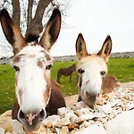Masseria Surace Gospodarstwo agroturystyczne Noci
