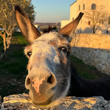 Farm stay Masseria Surace