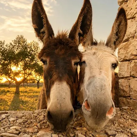 Masseria Surace Νότσι